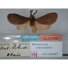 /filer/webapps/moths/media/images/O/olbrechtsi_Metarctia_HT_RMCA_01.jpg