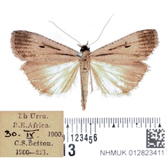/filer/webapps/moths/media/images/L/leucobasis_Tathorhynchus_AF_BMNH_02.jpg