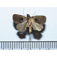 /filer/webapps/moths/media/images/P/platyhaeella_Cretonia_A_Goff.jpg
