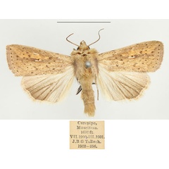 /filer/webapps/moths/media/images/I/infrargyrea_Mythimna_AM_BMNH.jpg