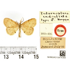 /filer/webapps/moths/media/images/E/endosticta_Eutornoptera_HT_BMNH.jpg
