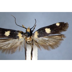 /filer/webapps/moths/media/images/Z/zemiodes_Mometa_HT_BMNH.jpg