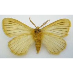 /filer/webapps/moths/media/images/N/nigrovenata_Phiala_HT_NHMUKb.jpg