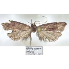 /filer/webapps/moths/media/images/M/melanonota_Torodora_HT_NHMO.jpg