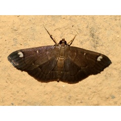 /filer/webapps/moths/media/images/P/purpurascens_Syllepte_A_Grimm.jpg