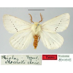/filer/webapps/moths/media/images/M/marshalli_Phiala_HT_SNHM.jpg