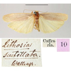 /filer/webapps/moths/media/images/S/scutellata_Lithosia_HT_SNHM.jpg