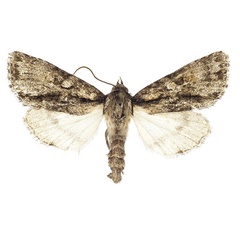 /filer/webapps/moths/media/images/O/orbicularis_Berionycta_PT_Behounek.jpg
