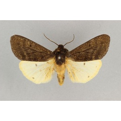 /filer/webapps/moths/media/images/A/abyssinica_Teracotona_HT_BMNH.jpg