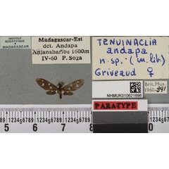 /filer/webapps/moths/media/images/A/andapa_Tenuinaclia_PTF_BMNHa.jpg