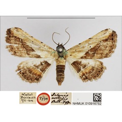 /filer/webapps/moths/media/images/C/costalis_Selenis_HT_NHMUK.jpg