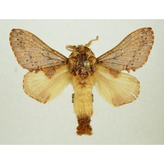 /filer/webapps/moths/media/images/P/pattersoni_Odontocheilopteryx_AM_Kingston.jpg