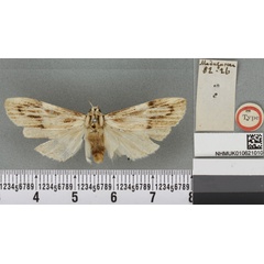 /filer/webapps/moths/media/images/S/sordida_Sozusa_HT_BMNHa.jpg