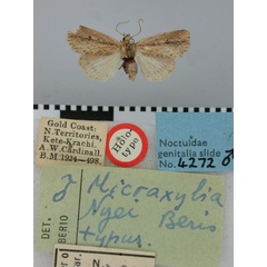 /filer/webapps/moths/media/images/N/nyei_Micraxylia_HT_BMNH.jpg