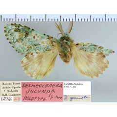 /filer/webapps/moths/media/images/J/jucunda_Desmeocraera_HT_NMB.jpg