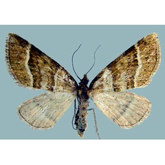 /filer/webapps/moths/media/images/A/aurisquamaria_Entephria_AF_ZSM.jpg