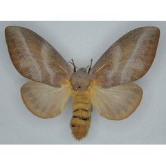 /filer/webapps/moths/media/images/M/meloui_Pallastica_AF_Ihle.jpg