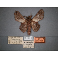 /filer/webapps/moths/media/images/E/excavata_Mimopacha_HT_RMCA_02.jpg