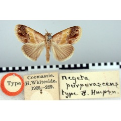 /filer/webapps/moths/media/images/P/purpurascens_Negeta_ST_BMNH.jpg