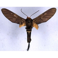 /filer/webapps/moths/media/images/L/lophuroides_Paramelisa_HT_BMNH_01.jpg