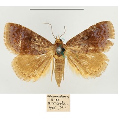 /filer/webapps/moths/media/images/F/flavinia_Metachrostis_AF_BMNH.jpg