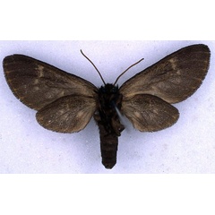 /filer/webapps/moths/media/images/V/virgata_Metarctia_NAT_BMNH_02.jpg