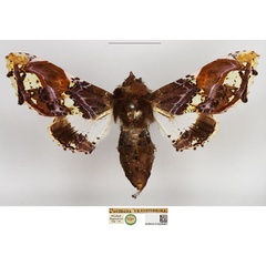 /filer/webapps/moths/media/images/V/venustissima_Pacidara_HT_NHMUK.jpg