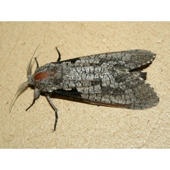 /filer/webapps/moths/media/images/S/squameus_Aethalopteryx_A_Sydes.jpg