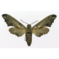 /filer/webapps/moths/media/images/B/boisduvali_Oplerclanis_AF_Basquin.jpg
