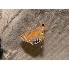 /filer/webapps/moths/media/images/T/tripunctalis_Eoophila_A_Goff_02.JPG