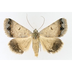 /filer/webapps/moths/media/images/A/annexa_Plecoptera_AM_TMSA_01.jpg
