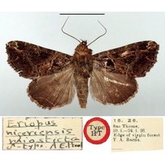 /filer/webapps/moths/media/images/M/miosticta_Eriopus_HT_BMNH.jpg
