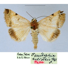/filer/webapps/moths/media/images/H/heliothis_Pseudophia_HT_NHMW.jpg