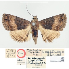 /filer/webapps/moths/media/images/B/basifusca_Eublemma_HT_BMNH.jpg