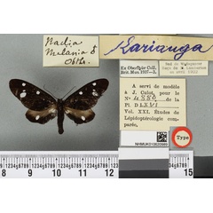 /filer/webapps/moths/media/images/M/melania_Tritonaclia_HT_BMNHa.jpg