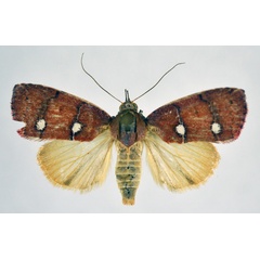 /filer/webapps/moths/media/images/V/verna_Chlorozada_AF_NHMO_02.jpg