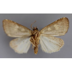/filer/webapps/moths/media/images/P/polyastra_Ethiopica_A_RMCA_02.jpg