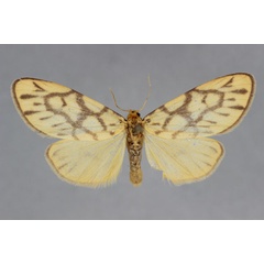 /filer/webapps/moths/media/images/S/sagenaria_Asura_A_BMNH.jpg