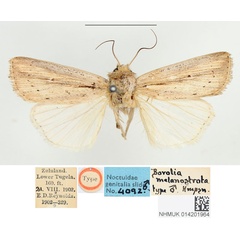 /filer/webapps/moths/media/images/M/melanostrota_Borolia_HT_BMNH.jpg