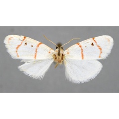 /filer/webapps/moths/media/images/M/margarethae_Cyana_PT_BMNH.jpg