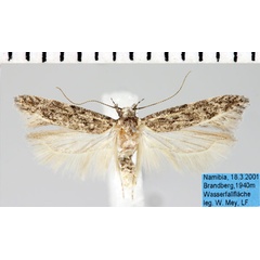 /filer/webapps/moths/media/images/L/lathridia_Allotelphusa_AM_ZMHB.jpg