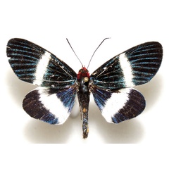 /filer/webapps/moths/media/images/M/maritona_Massaga_AM_RMNH.jpg