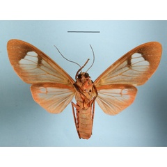 /filer/webapps/moths/media/images/F/fennia_Amerila_A_MGCLb_01.jpg