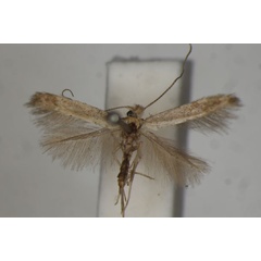 /filer/webapps/moths/media/images/A/autoconis_Bedellia_PLT_BMNH.jpg