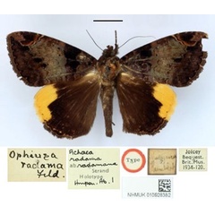 /filer/webapps/moths/media/images/R/radamana_Achaea_HT_BMNH.jpg