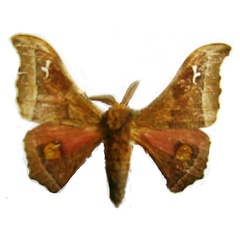 /filer/webapps/moths/media/images/A/arguta_Ludia_AM_ZSM.jpg