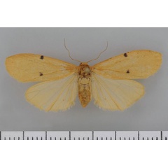 /filer/webapps/moths/media/images/C/costimacula_Architosia_AF_Kruger32.jpg