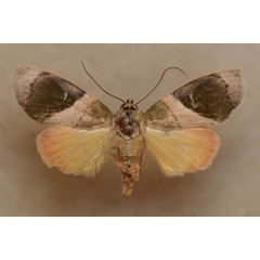 /filer/webapps/moths/media/images/V/veluta_Aiteta_A_Butler.jpg
