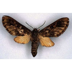 /filer/webapps/moths/media/images/O/overlaeti_Hippurarctia_PT_RMCA_01.jpg