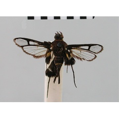 /filer/webapps/moths/media/images/F/flavicincta_Episannina_HT_BMNH.jpg